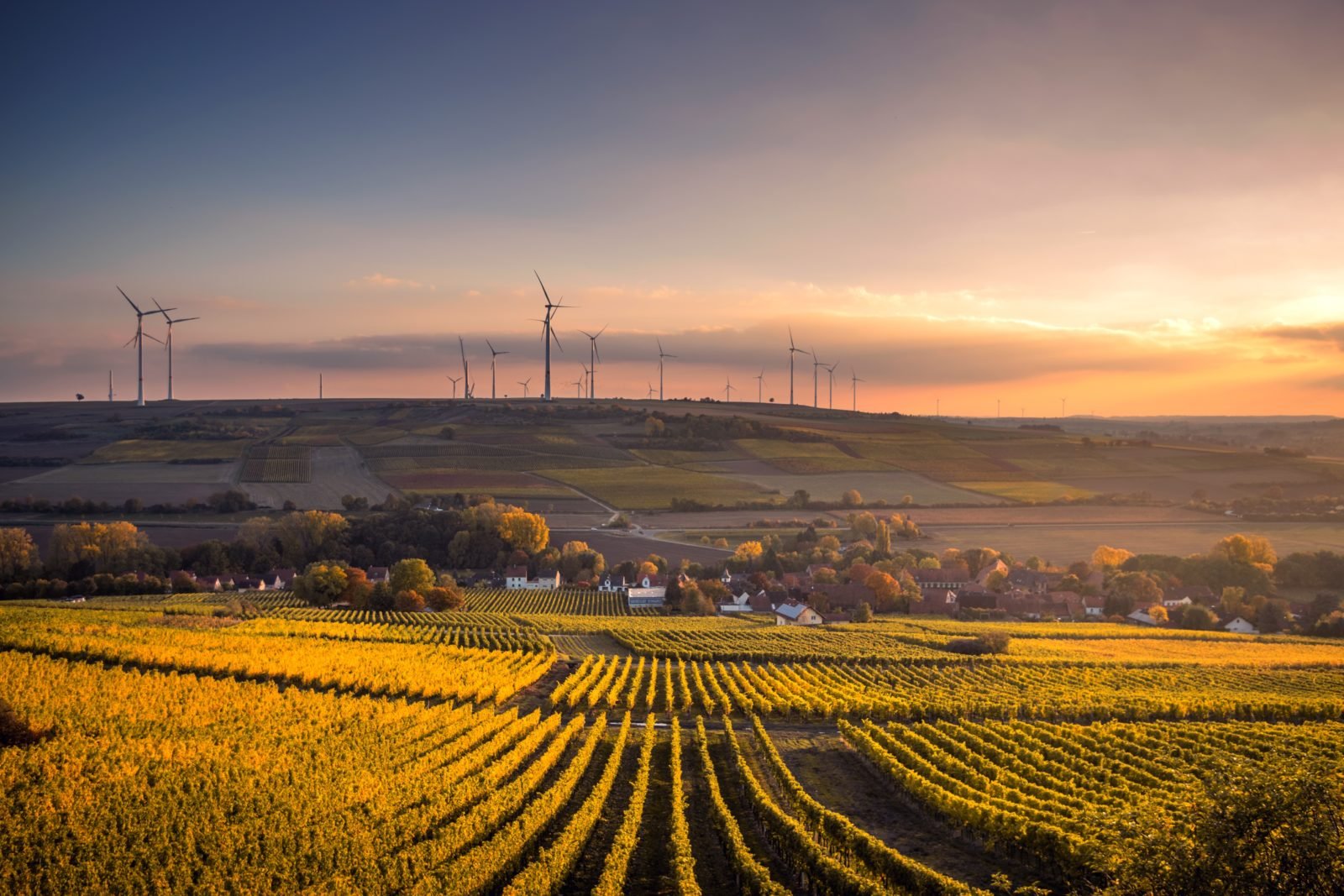 Sunset picture of wind farm in distance with fields of crops in the foreground